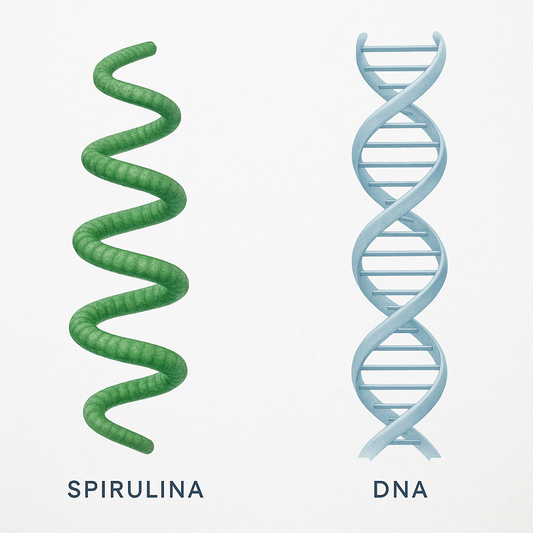 Doctrina de las Signaturas — Espirulina